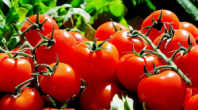 Томаты Черри крупные тепличные 